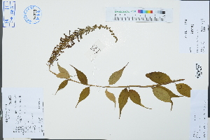  ( - Ge03268)  @11 [ ] CreativeCommons  Attribution Non-Commercial Share-Alike  Unspecified Herbarium of South China Botanical Garden