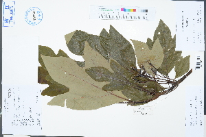  ( - Ge03269)  @11 [ ] CreativeCommons  Attribution Non-Commercial Share-Alike  Unspecified Herbarium of South China Botanical Garden
