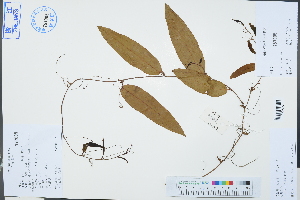  (Smilax glabra - Ge03270)  @11 [ ] CreativeCommons  Attribution Non-Commercial Share-Alike  Unspecified Herbarium of South China Botanical Garden