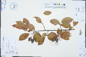  (Malus leiocalyca - Ge03272)  @11 [ ] CreativeCommons  Attribution Non-Commercial Share-Alike  Unspecified Herbarium of South China Botanical Garden