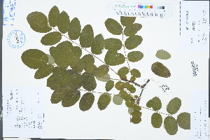  (Robinia - Ge03280)  @11 [ ] CreativeCommons  Attribution Non-Commercial Share-Alike  Unspecified Herbarium of South China Botanical Garden