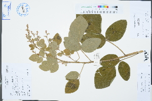  (Lespedeza - Ge03281)  @11 [ ] CreativeCommons  Attribution Non-Commercial Share-Alike  Unspecified Herbarium of South China Botanical Garden