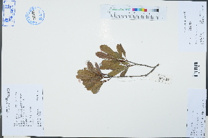  (Photinia lochengensis - Ge03287)  @11 [ ] CreativeCommons  Attribution Non-Commercial Share-Alike  Unspecified Herbarium of South China Botanical Garden