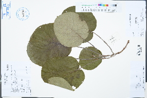  ( - Ge03288)  @11 [ ] CreativeCommons  Attribution Non-Commercial Share-Alike  Unspecified Herbarium of South China Botanical Garden