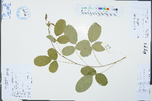  (Campylotropis macrocarpa - Ge03294)  @11 [ ] CreativeCommons  Attribution Non-Commercial Share-Alike  Unspecified Herbarium of South China Botanical Garden