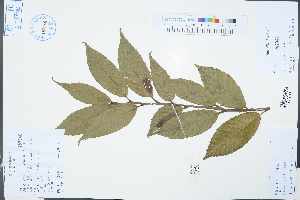  (Quercus engleriana - Ge03297)  @11 [ ] CreativeCommons  Attribution Non-Commercial Share-Alike  Unspecified Herbarium of South China Botanical Garden