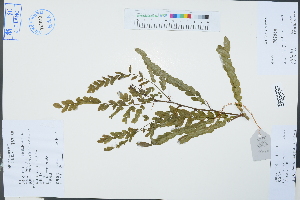  (Gleditsia japonica var. delavayi - Ge03298)  @11 [ ] CreativeCommons  Attribution Non-Commercial Share-Alike  Unspecified Herbarium of South China Botanical Garden
