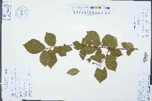  (Sinojackia - Ge03299)  @11 [ ] CreativeCommons  Attribution Non-Commercial Share-Alike  Unspecified Herbarium of South China Botanical Garden