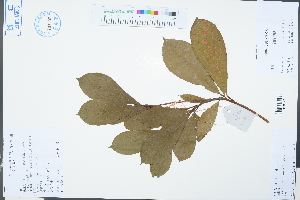  ( - Ge03301)  @11 [ ] CreativeCommons  Attribution Non-Commercial Share-Alike  Unspecified Herbarium of South China Botanical Garden