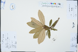  ( - Ge03306)  @11 [ ] CreativeCommons  Attribution Non-Commercial Share-Alike  Unspecified Herbarium of South China Botanical Garden