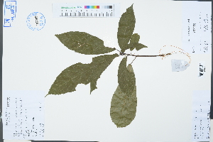  (Sloanea hemsleyana - Ge03311)  @11 [ ] CreativeCommons  Attribution Non-Commercial Share-Alike  Unspecified Herbarium of South China Botanical Garden