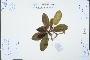  ( - Ge03312)  @11 [ ] CreativeCommons  Attribution Non-Commercial Share-Alike  Unspecified Herbarium of South China Botanical Garden