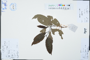  ( - Ge03318)  @11 [ ] CreativeCommons  Attribution Non-Commercial Share-Alike  Unspecified Herbarium of South China Botanical Garden