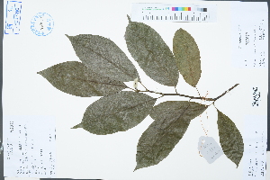  (Magnolia amoena - Ge03322)  @11 [ ] CreativeCommons  Attribution Non-Commercial Share-Alike  Unspecified Herbarium of South China Botanical Garden