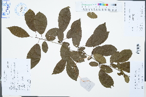  ( - Ge03326)  @11 [ ] CreativeCommons  Attribution Non-Commercial Share-Alike  Unspecified Herbarium of South China Botanical Garden