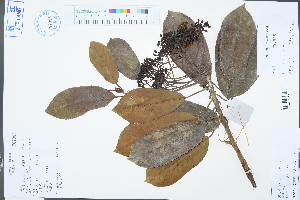  (Photinia lanuginosa - Ge03329)  @11 [ ] CreativeCommons  Attribution Non-Commercial Share-Alike  Unspecified Herbarium of South China Botanical Garden