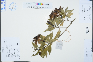  (Gardenia stenophylla - Ge03332)  @11 [ ] CreativeCommons  Attribution Non-Commercial Share-Alike  Unspecified Herbarium of South China Botanical Garden