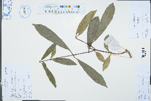  (Pileostegia viburnoides - Ge03333)  @11 [ ] CreativeCommons  Attribution Non-Commercial Share-Alike  Unspecified Herbarium of South China Botanical Garden