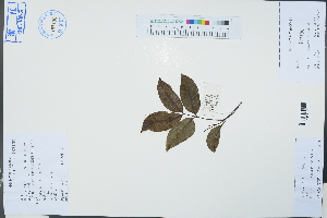  (Engelhardia roxburghiana - Ge03342)  @11 [ ] CreativeCommons  Attribution Non-Commercial Share-Alike  Unspecified Herbarium of South China Botanical Garden