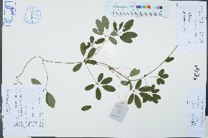  (Akebia - Ge03349)  @11 [ ] CreativeCommons  Attribution Non-Commercial Share-Alike  Unspecified Herbarium of South China Botanical Garden