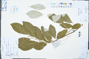  (Elaeagnus - Ge03350)  @11 [ ] CreativeCommons  Attribution Non-Commercial Share-Alike  Unspecified Herbarium of South China Botanical Garden