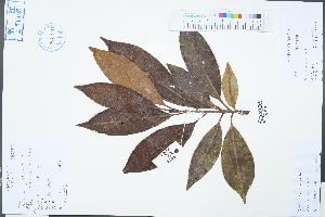  (Anneslea - Ge03352)  @11 [ ] CreativeCommons  Attribution Non-Commercial Share-Alike  Unspecified Herbarium of South China Botanical Garden