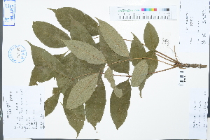  ( - Ge03357)  @11 [ ] CreativeCommons  Attribution Non-Commercial Share-Alike  Unspecified Herbarium of South China Botanical Garden