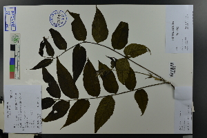  (Juglans nigra - Ge03613)  @11 [ ] CreativeCommons  Attribution Non-Commercial Share-Alike  Unspecified Herbarium of South China Botanical Garden
