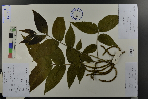  ( - Ge03614)  @11 [ ] CreativeCommons  Attribution Non-Commercial Share-Alike  Unspecified Herbarium of South China Botanical Garden