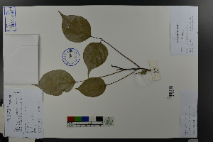  (Bischofia polycarpa - Ge03615)  @11 [ ] CreativeCommons  Attribution Non-Commercial Share-Alike  Unspecified Herbarium of South China Botanical Garden