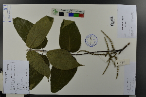  (Tapiscia - Ge03617)  @11 [ ] CreativeCommons  Attribution Non-Commercial Share-Alike  Unspecified Herbarium of South China Botanical Garden