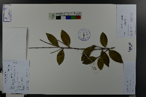  ( - Ge03619)  @11 [ ] CreativeCommons  Attribution Non-Commercial Share-Alike  Unspecified Herbarium of South China Botanical Garden