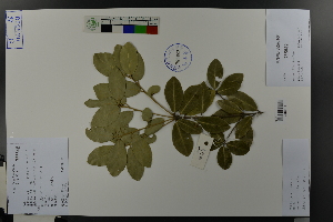  ( - Ge03621)  @11 [ ] CreativeCommons  Attribution Non-Commercial Share-Alike  Unspecified Herbarium of South China Botanical Garden