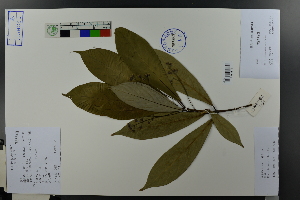  ( - Ge03622)  @11 [ ] CreativeCommons  Attribution Non-Commercial Share-Alike  Unspecified Herbarium of South China Botanical Garden