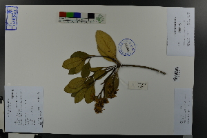  (Rhaphiolepis umbellata - Ge03623)  @11 [ ] CreativeCommons  Attribution Non-Commercial Share-Alike  Unspecified Herbarium of South China Botanical Garden