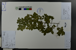  ( - Ge03630)  @11 [ ] CreativeCommons  Attribution Non-Commercial Share-Alike  Unspecified Herbarium of South China Botanical Garden