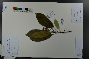  ( - Ge03632)  @11 [ ] CreativeCommons  Attribution Non-Commercial Share-Alike  Unspecified Herbarium of South China Botanical Garden