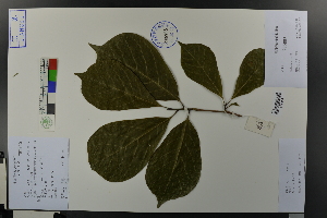  (Magnolia denudata - Ge03633)  @11 [ ] CreativeCommons  Attribution Non-Commercial Share-Alike  Unspecified Herbarium of South China Botanical Garden