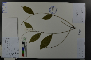  ( - Ge03634)  @11 [ ] CreativeCommons  Attribution Non-Commercial Share-Alike  Unspecified Herbarium of South China Botanical Garden