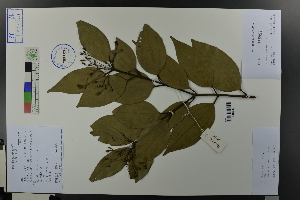  ( - Ge03635)  @11 [ ] CreativeCommons  Attribution Non-Commercial Share-Alike  Unspecified Herbarium of South China Botanical Garden