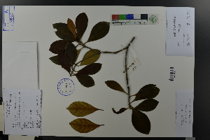  (Cleyera - Ge03639)  @11 [ ] CreativeCommons  Attribution Non-Commercial Share-Alike  Unspecified Herbarium of South China Botanical Garden