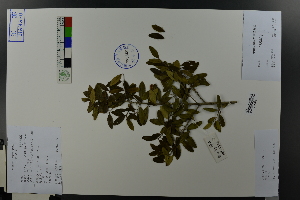  (Ilex vomitoria - Ge04562)  @11 [ ] CreativeCommons  Attribution Non-Commercial Share-Alike  Unspecified Herbarium of South China Botanical Garden