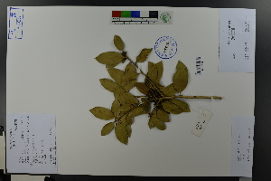  (Ilex cornuta - Ge04563)  @11 [ ] CreativeCommons  Attribution Non-Commercial Share-Alike  Unspecified Herbarium of South China Botanical Garden