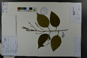  ( - Ge03664)  @11 [ ] CreativeCommons  Attribution Non-Commercial Share-Alike  Unspecified Herbarium of South China Botanical Garden