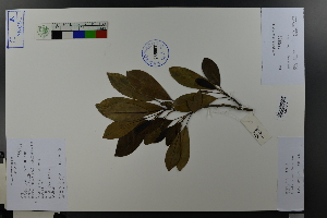  (Michelia compressa - Ge03666)  @11 [ ] CreativeCommons  Attribution Non-Commercial Share-Alike  Unspecified Herbarium of South China Botanical Garden