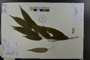  (Quercus glauca - Ge04564)  @11 [ ] CreativeCommons  Attribution Non-Commercial Share-Alike  Unspecified Herbarium of South China Botanical Garden