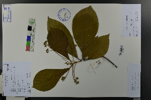  ( - Ge03668)  @11 [ ] CreativeCommons  Attribution Non-Commercial Share-Alike  Unspecified Herbarium of South China Botanical Garden