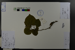  ( - Ge03669)  @11 [ ] CreativeCommons  Attribution Non-Commercial Share-Alike  Unspecified Herbarium of South China Botanical Garden
