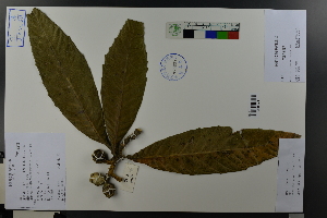  ( - Ge03671)  @11 [ ] CreativeCommons  Attribution Non-Commercial Share-Alike  Unspecified Herbarium of South China Botanical Garden