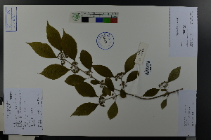 ( - Ge03677)  @11 [ ] CreativeCommons  Attribution Non-Commercial Share-Alike  Unspecified Herbarium of South China Botanical Garden